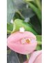 Brinco Prata Flor com Madreperola 